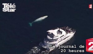 20H France 2 : découverte d'une baleine à bosse blanche