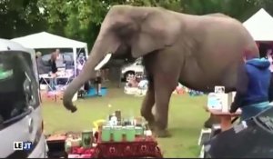 Le zapping du 19/08 : Une éléphante échappée d'un cirque se balade dans une brocante !