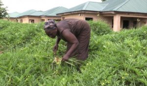 Nigeria : les agricultrices peinent à acquérir une terre