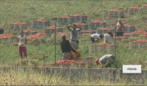 Italie : à la rencontre des petites mains de "l'or rouge"