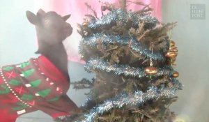 Que faire de son sapin de Noël? Le donner à des chèvres!