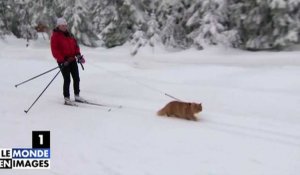 Le zapping du 17/02 : Une balade en chat de ski