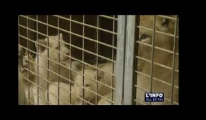 Zoo de La Flèche : la vie des lionceaux blancs (Sarthe)