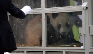 Deux pandas géants offerts par la Chine débarquent à Séoul