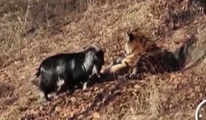 Le zapping du 26/02 : Un bouc et un tigre deviennent les meilleurs amis du monde.
