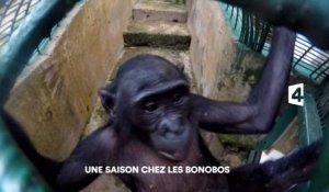 Une saison chez les bonobos : Découvrez un extrait inédit !