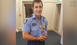 Un policier australien adopte un bébé kangourou orphelin