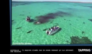 Australie : 72 requins filmés par un drone pendant qu'ils dévorent une baleine