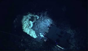 Une éponge d'une taille record observée dans les profondeurs