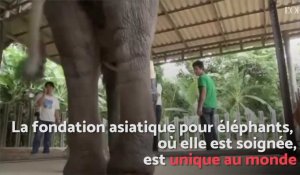 En Thaïlande, Mosha l'éléphante amputée reçoit une immense prothèse