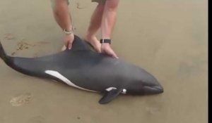 Ce sauvetage d'un dauphin a ému les internautes
