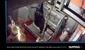 Deux abattoirs épinglés pour maltraitance envers des animaux par Rémi Gaillard et la L214, la vidéo choc !