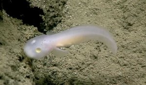 Un poisson translucide observé vivant pour la première fois dans les abysses