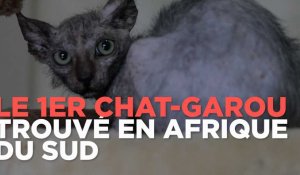 Le premier "chat-garou" trouvé en Afrique du Sud