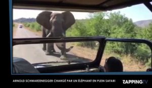 Arnold Schwarzenegger chargé par un éléphant en plein safari (Vidéo)