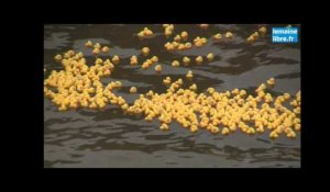 Le Maine Libre - Course de canards sur la Sarthe