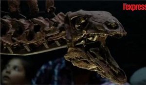 Le mystère du stégosaure mis à jour