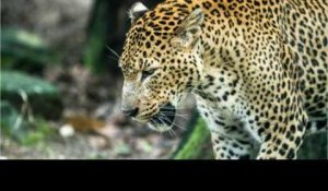 Brésil: incontrôlable, un jaguar abattu lors d'une cérémonie olympique