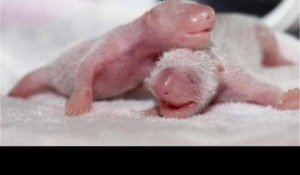 Chine: une mère panda donne naissance à deux jumelles