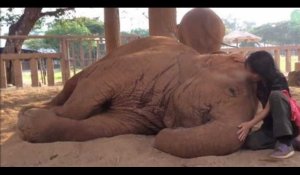 Une femme parvient à endormir un éléphant en lui chantant une berceuse (vidéo)