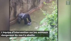 Etats-Unis: un gorille abattu après qu'un enfant soit tombé dans son enclos