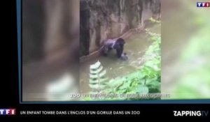 Un enfant chute dans l'enclos d'un gorille, le zoo décide d'abattre le primate (Vidéo)