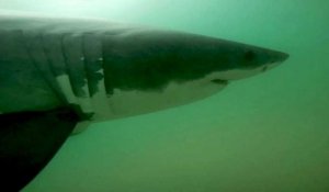 Californie: la population de requins en plein essor