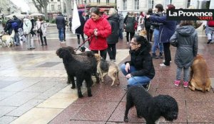 Ils manifestent pour défendre les animaux à Avignon