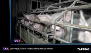 L214 : la nouvelle vidéo choc de l'association dans un élevage de cochons