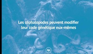 Les céphalopodes peuvent modifier leur code génétique eux-mêmes