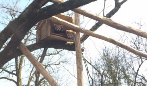 Les deux pandas roux sont arrivés à Natur'zoo