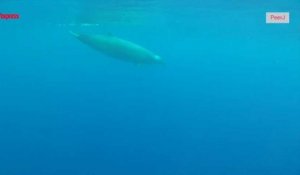Une baleine peu connue pour la première fois filmée sous l'eau