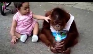 Un singe vole le lait d'une petite fille !