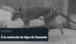 Le tigre de Tasmanie a-t-il vraiment disparu ?