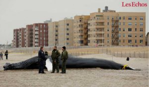 Une baleine à bosse s'échoue sur une plage de New York