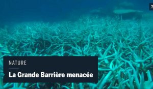 La Grande Barrière de corail connaît le « pire épisode de blanchissement jamais observé »