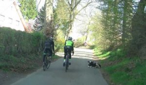 Liège-Bastogne-Liège : un veau au milieu de parcours