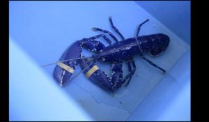 Très rare, un homard bleu pêché en Bretagne