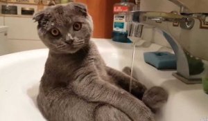 Un chat trop mignon s'amuse dans un lavabo (vidéo)