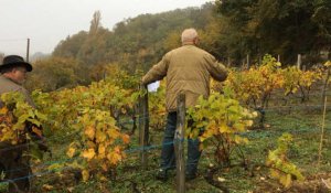 Plantation de cépages "interdits" à la vigne d'Yvandeau 