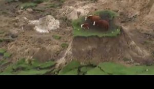Des vaches coincées sur un îlot d'herbe après le séisme en Nouvelle-Zélande