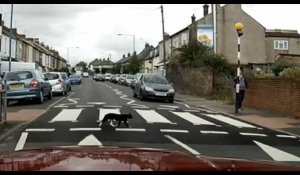 Civilisé, ce chat traverse une route en utilisant le passage piéton