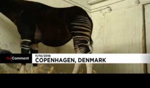 Un okapi au Danemark