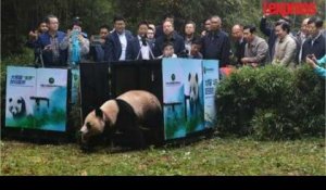 Chine: deux pandas géants retrouvent leur liberté