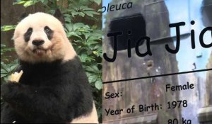 Hong Kong pleure la doyenne des pandas en captivité