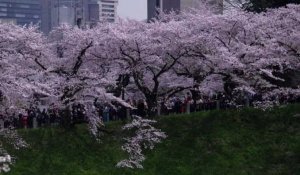 Les cerisiers sont en fleurs à Tokyo