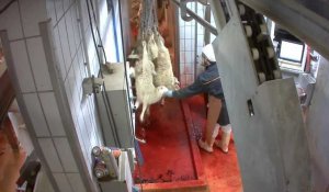 Nouvelle vidéo choc montrant des actes de cruauté dans un abattoir bio