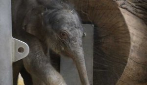 Naissance d'un éléphant indien dans le zoo de Prague