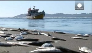 Chili: des milliers de sardines échouent mystérieusement