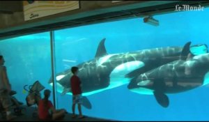 Seaworld renonce à élever des orques en captivité